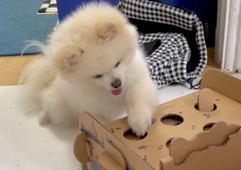 Tea Cup Pomeranian Puppy – Free for Adoption