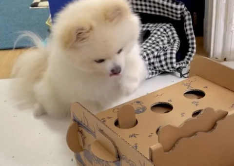 Tea Cup Pomeranian Puppy – Free for Adoption - 2/2