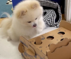 Tea Cup Pomeranian Puppy – Free for Adoption