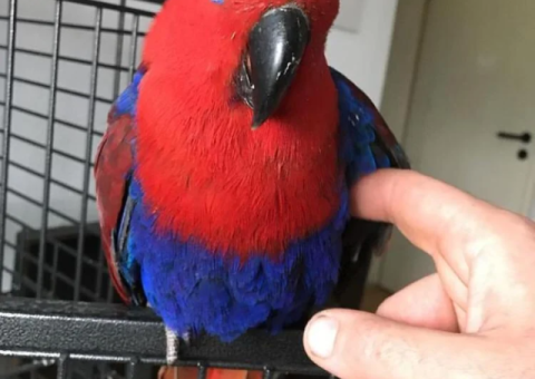 Eclectus Parrot for Free Adoption – Meet Cordelia