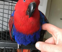 Eclectus Parrot for Free Adoption – Meet Cordelia