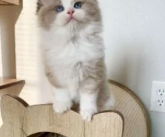 Latifa from Pumpkin’s Litter Now Available for Adoption