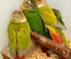 Hand-Tamed Green Cheek Conure Available for Adoption
