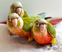 Hand-Tamed Green Cheek Conure Available for Adoption
