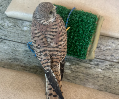 Well-Trained Female Peregrine Falcon for Sale – Falconry License Required