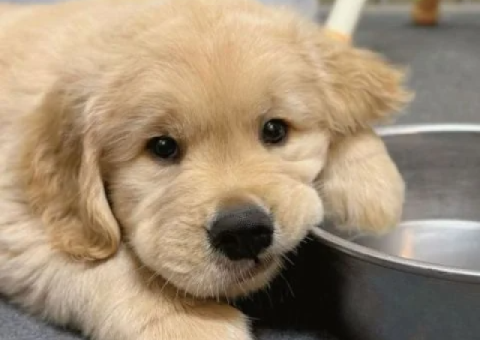 Fully Vetted Golden Retriever Puppy – 15 Weeks Old