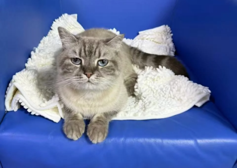 Male British Colourpoint Cat – 13 Months, Castrated