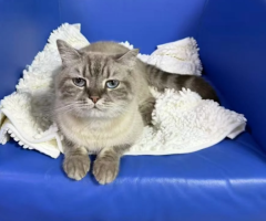 Male British Colourpoint Cat – 13 Months, Castrated