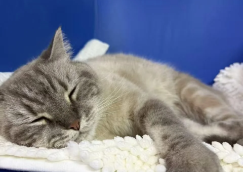 Male British Colourpoint Cat – 13 Months, Castrated - 2/2