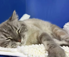 Male British Colourpoint Cat – 13 Months, Castrated