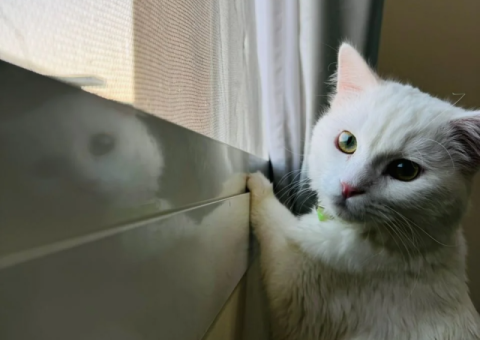 Turkish Angora Kitten – 1 Year Old – Free Adoption - 2/3