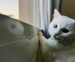 Turkish Angora Kitten – 1 Year Old – Free Adoption