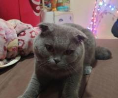 British Shorthair Cat for Adoption