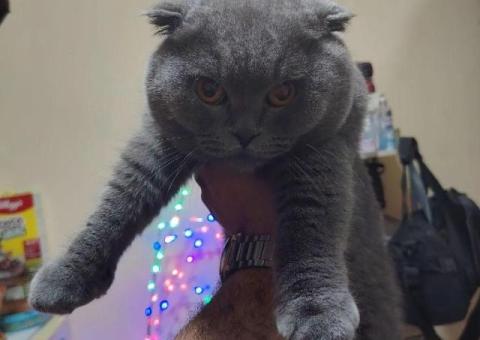 British Shorthair Cat for Adoption - 2/2