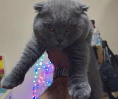 British Shorthair Cat for Adoption