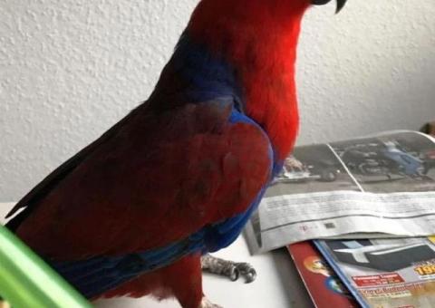 Curious 2-Year-Old Female Eclectus Parrot – Free for Adoption - 2/2