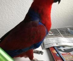 Curious 2-Year-Old Female Eclectus Parrot – Free for Adoption