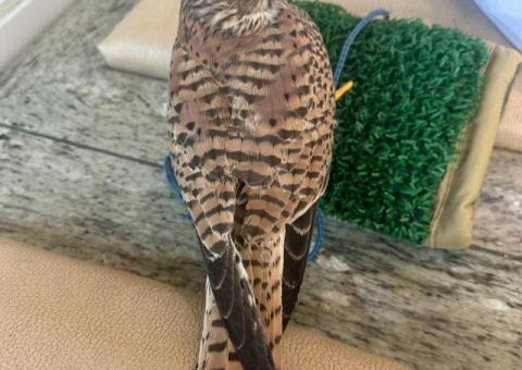 Well-Trained Female Peregrine Falcon – 1 Year 8 Months – Sale with Falconry License