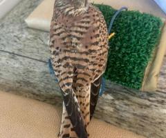 Well-Trained Female Peregrine Falcon – 1 Year 8 Months – Sale with Falconry License