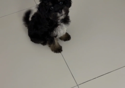 Black Maltipoo Puppy – 3 Months Old – Abu Dhabi