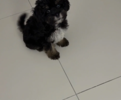 Black Maltipoo Puppy – 3 Months Old – Abu Dhabi