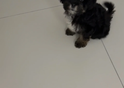 Black Maltipoo Puppy – 3 Months Old – Abu Dhabi - 2/2