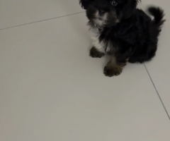 Black Maltipoo Puppy – 3 Months Old – Abu Dhabi